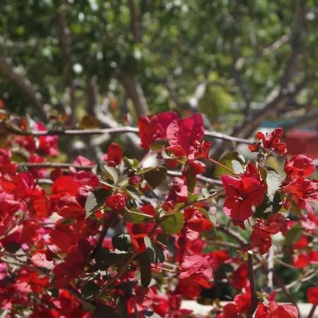 Gasthuis Les Jardins De Santa Giulia - Charmante Dhte 2 Porto-Vecchio (Corsica)