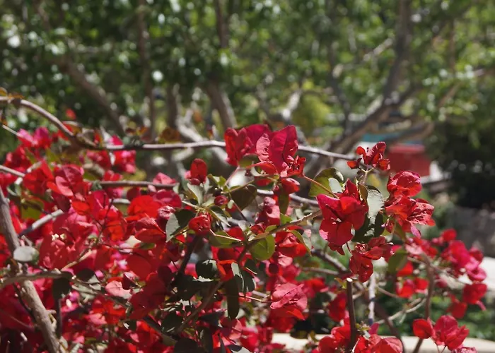 Penzion Les Jardins De Santa Giulia - Charmante Dhte 2 Porto-Vecchio (Corsica)